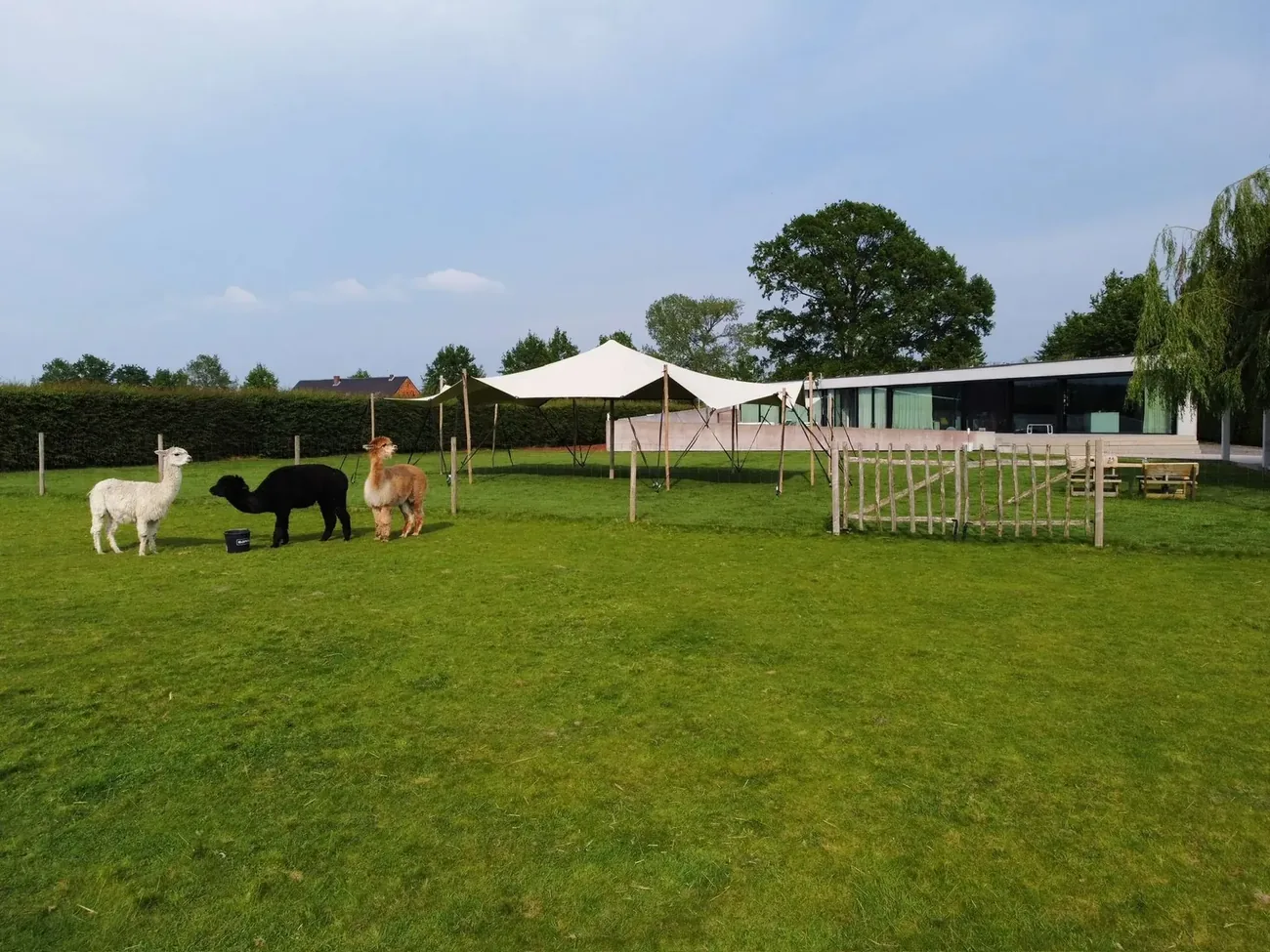 Stretchtent buiten alpacas Limburg